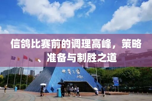 信鸽比赛前的调理高峰，策略、准备与制胜之道