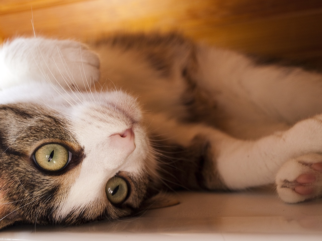 关于快猫最新破解版apk，警惕网络风险，远离非法软件的警示
