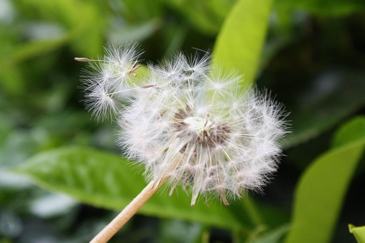 栀子花开电影，青春记忆与情感共鸣的绽放