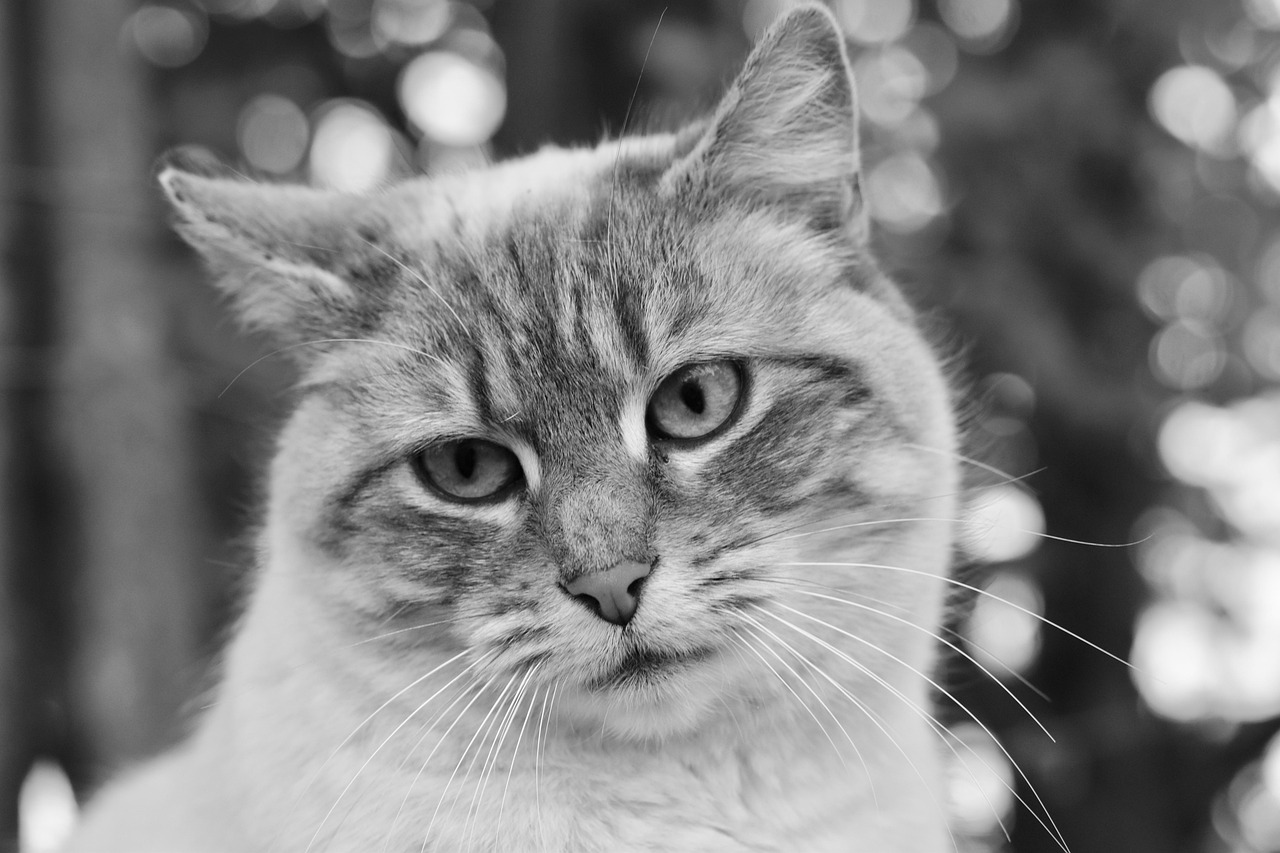 探索压尾猫的世界，最新资讯与神秘猫咪动态