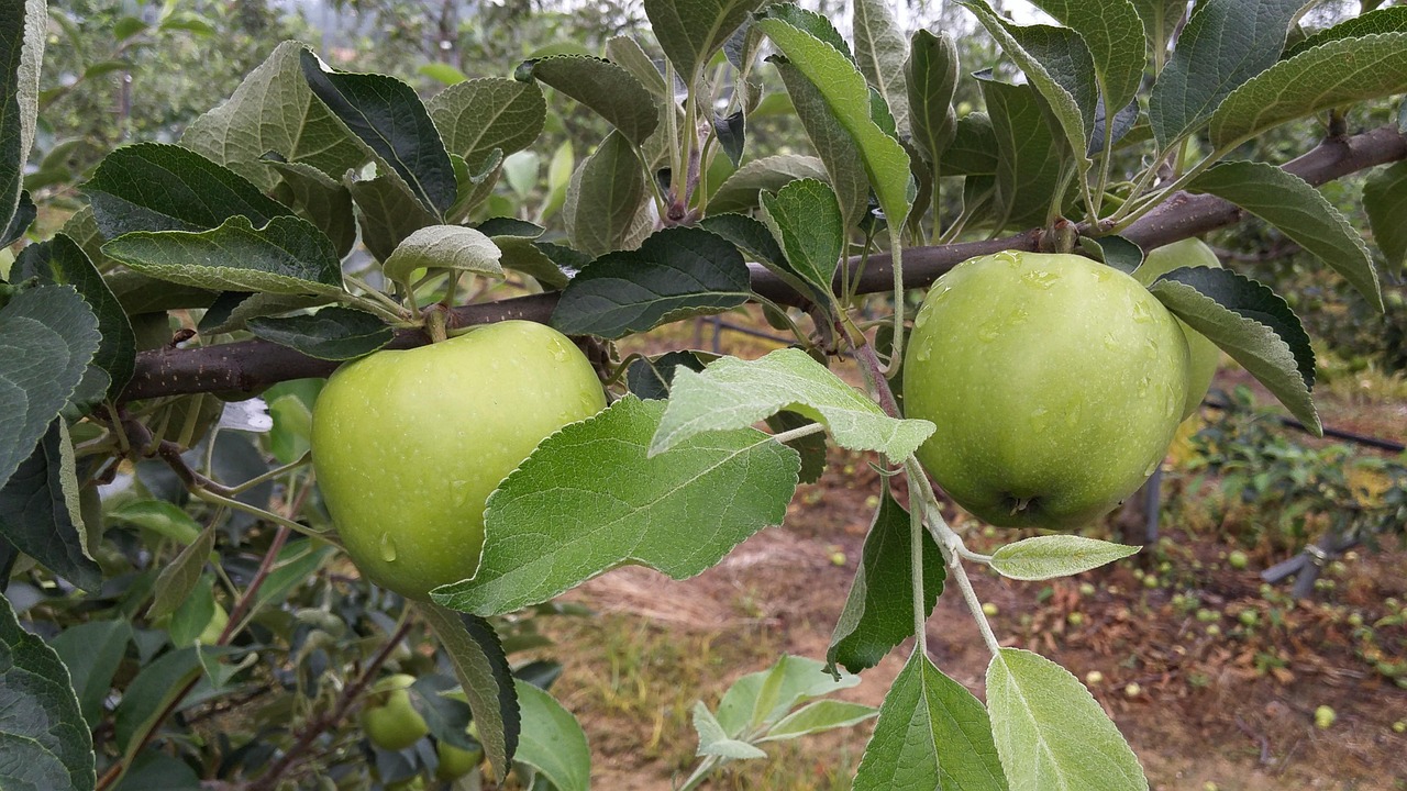 洛川苹果价格行情详解，最新行情与分析