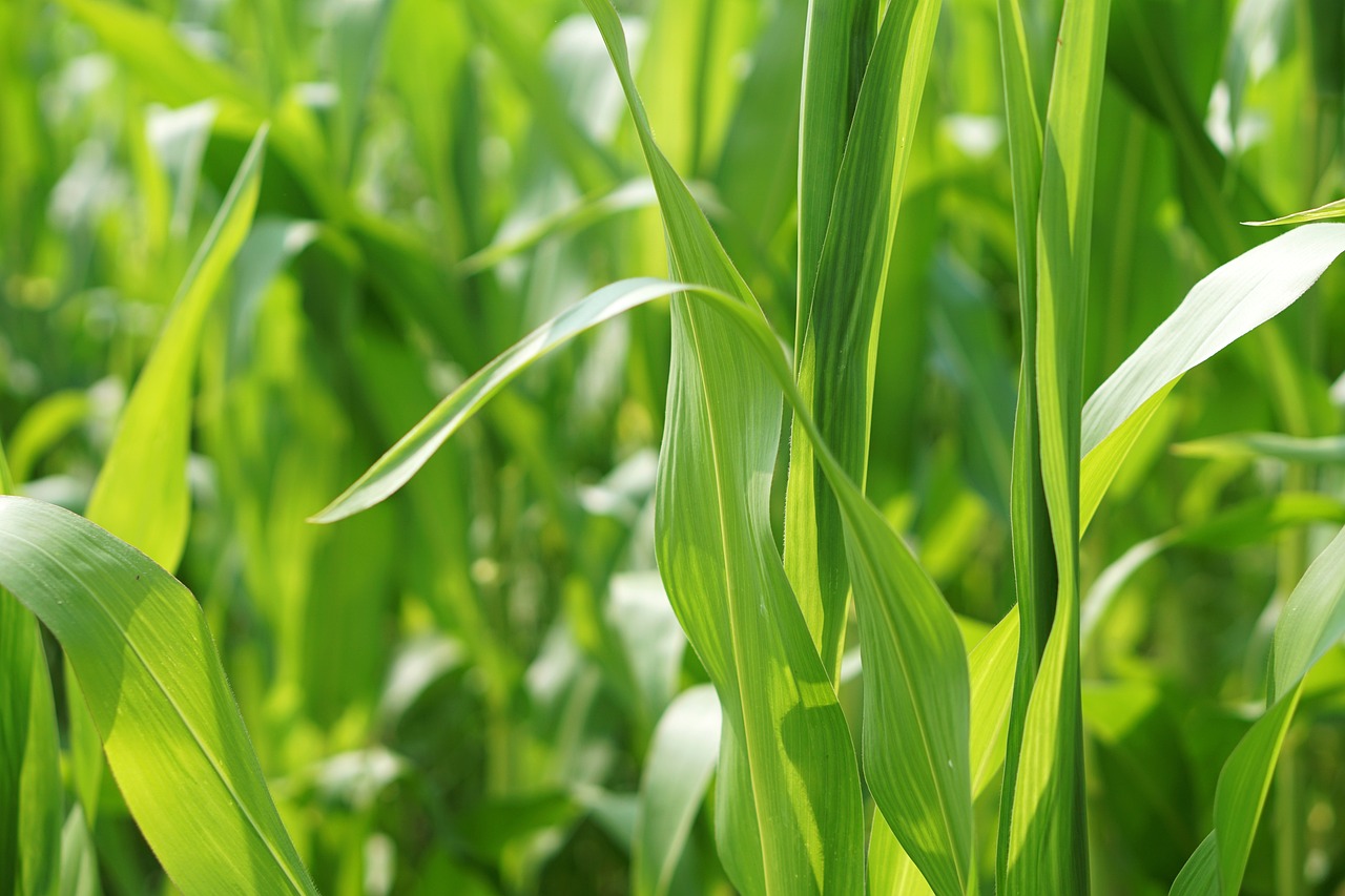 油菜籽价格最新行情及分析报告