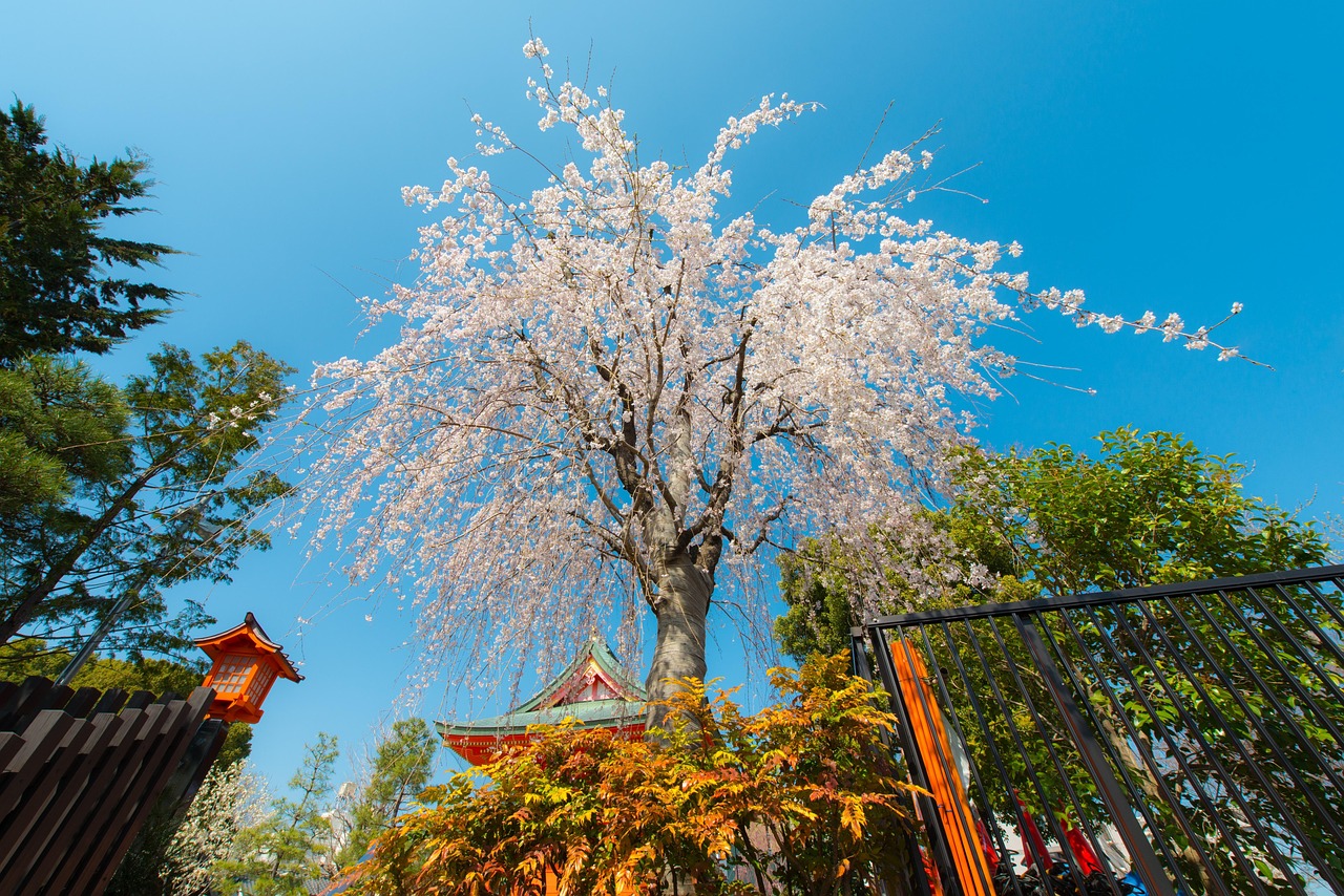 日本樱花与动漫，绽放的艺术之美探究