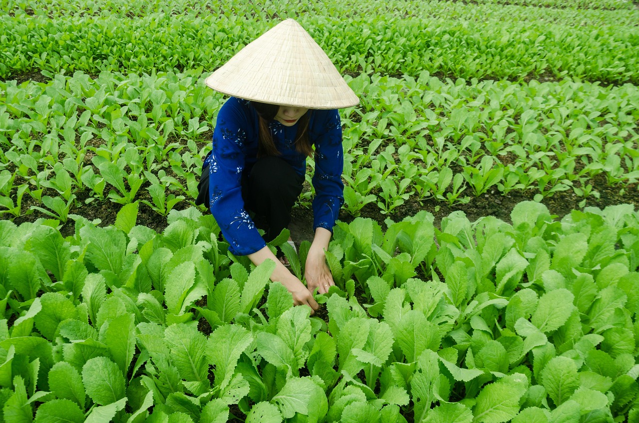 食菜网最新动态引领食品产业创新与发展潮流