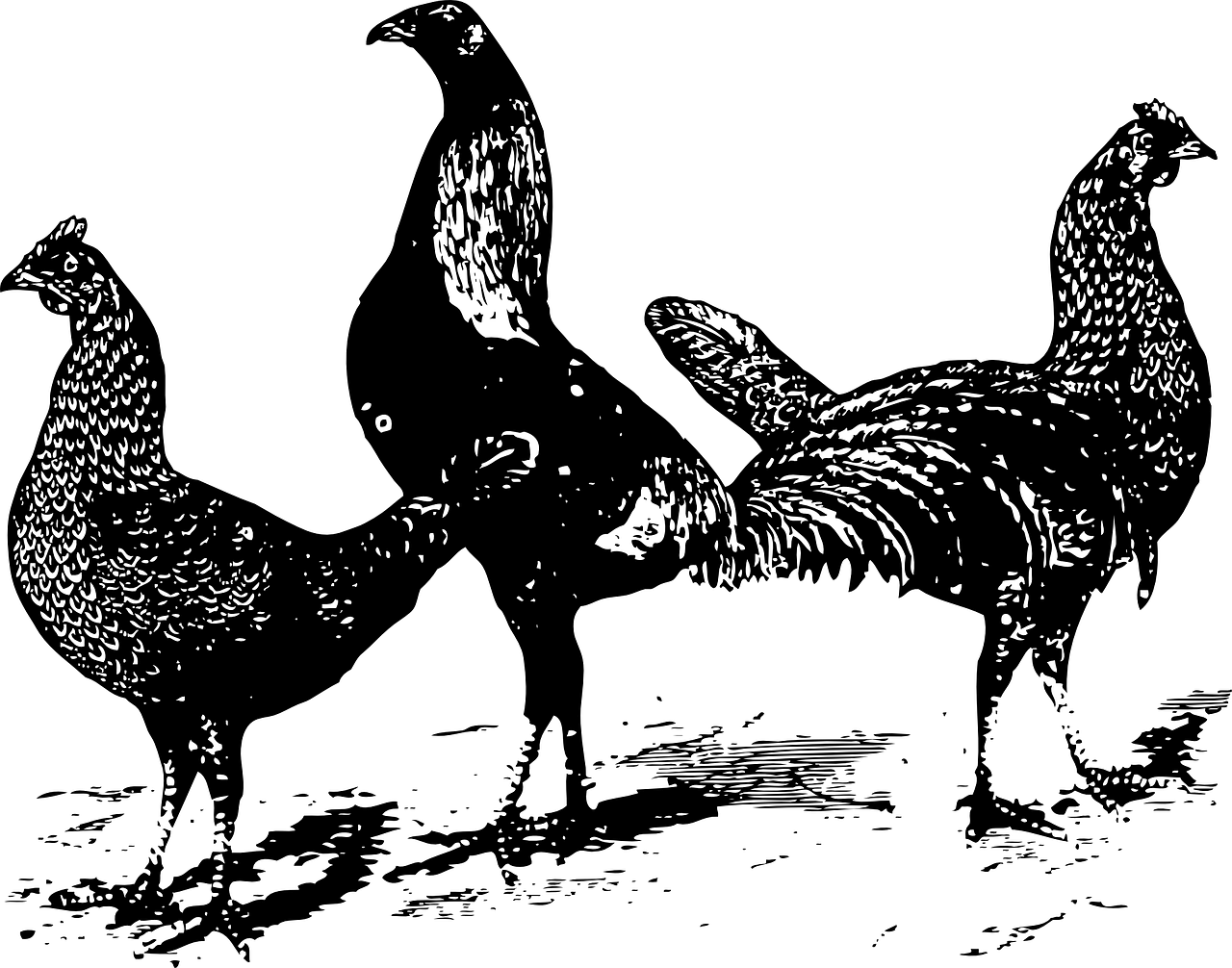 毛鸡价格行情分析与预测