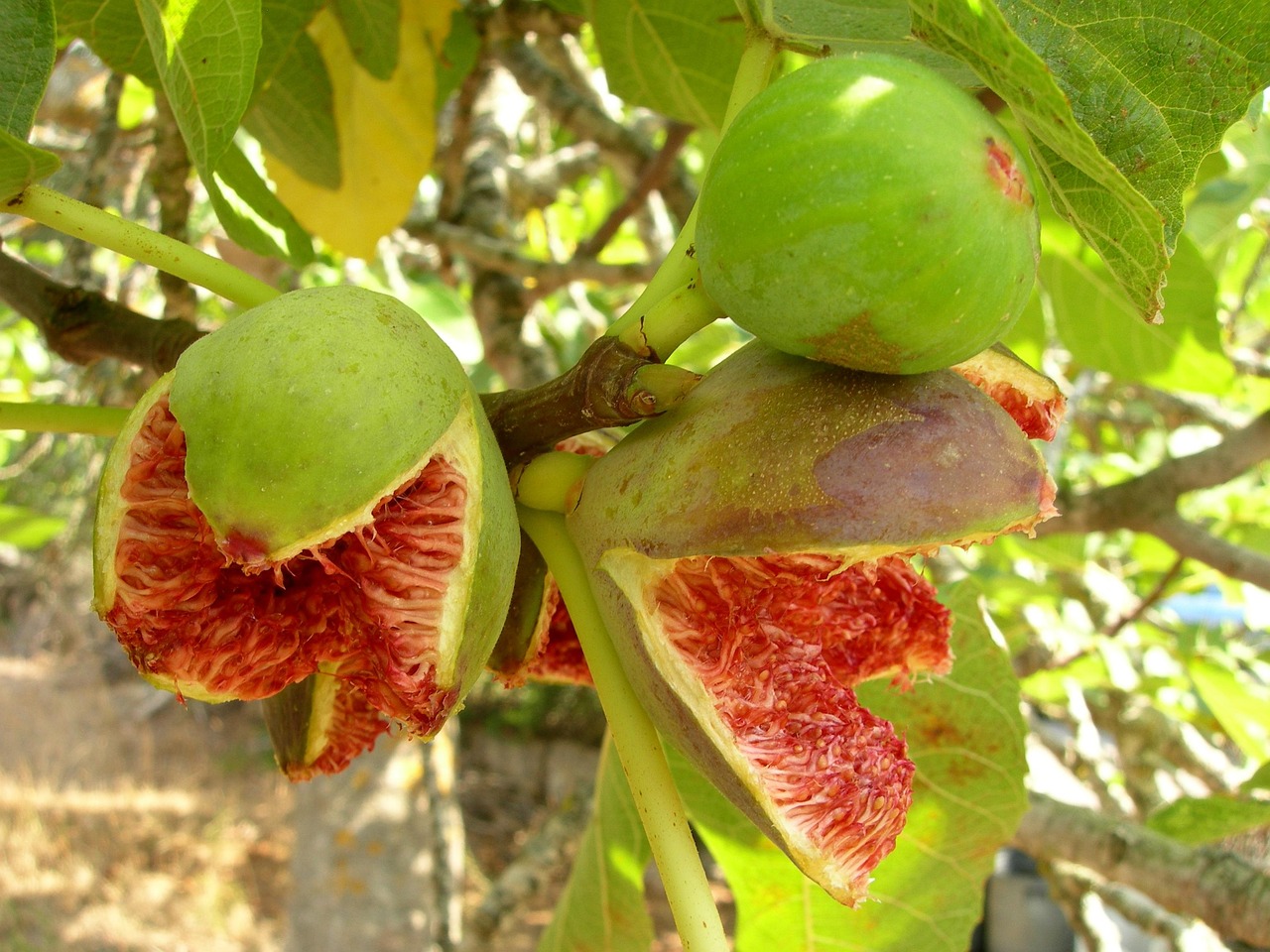 最新甜菜玉的研究，种植技术、品质特点与应用前景探索