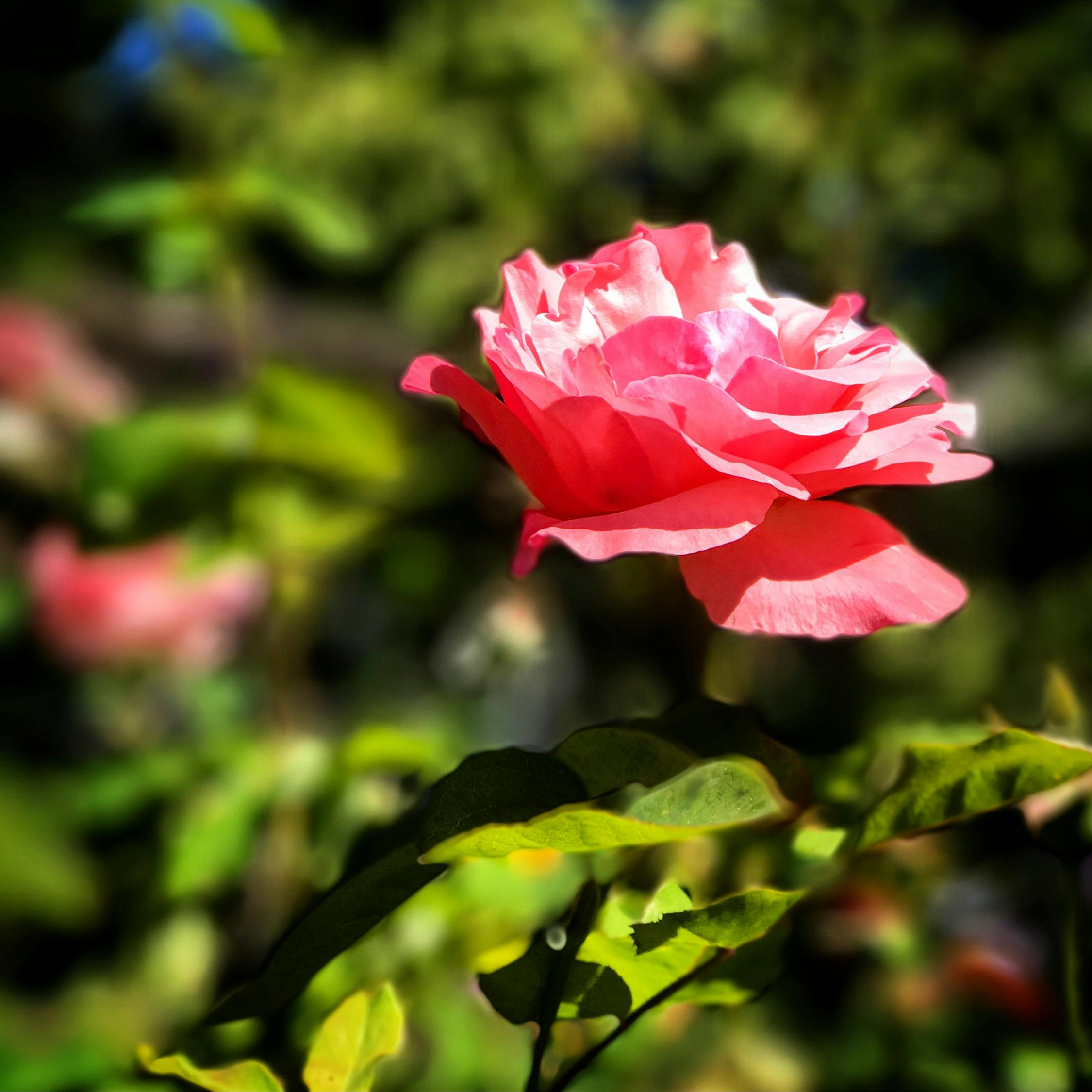 明星鲜花榜背后的荣光故事探索