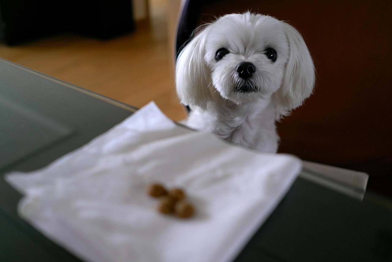 犬比赛指南，规则、准备与参与过程全解析