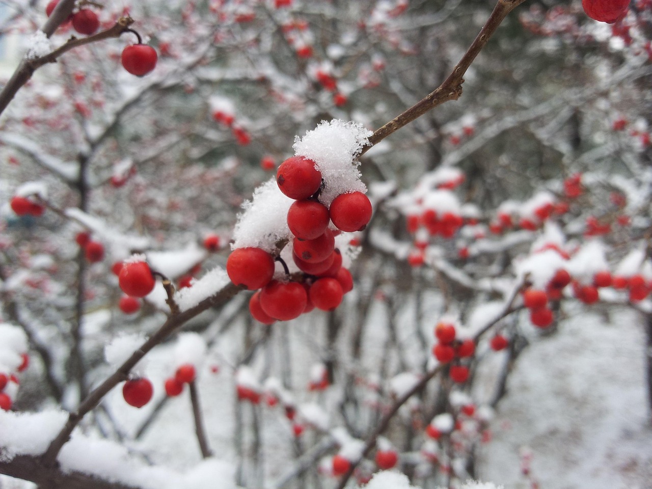 小雪节气美图欣赏，静享冬日韵味之美