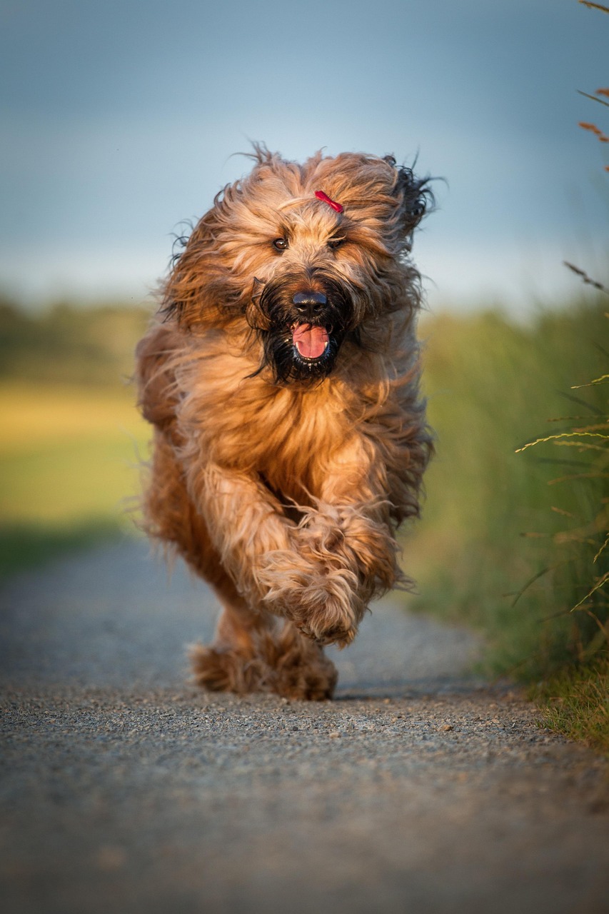 格力犬黑头比赛，速度与激情的展现视频